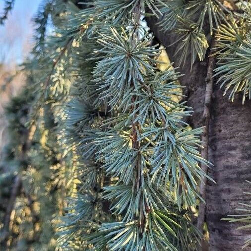 Cedrus atlantica Frunză