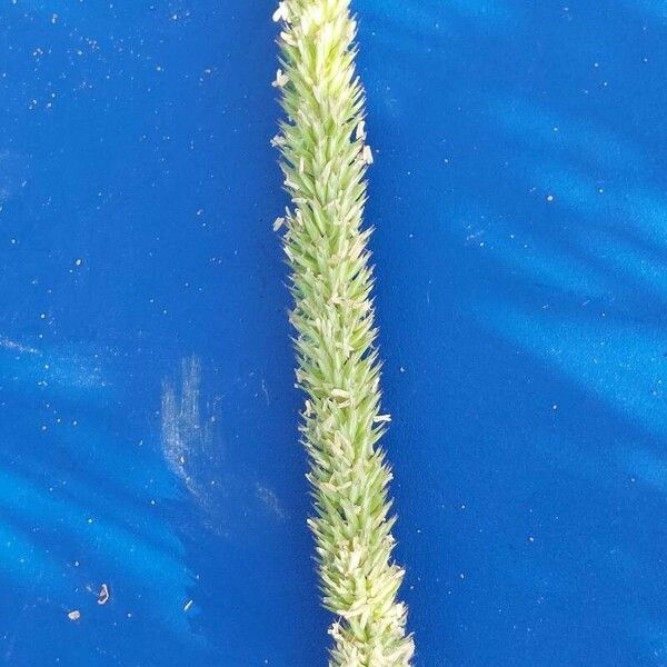 Phleum phleoides Квітка