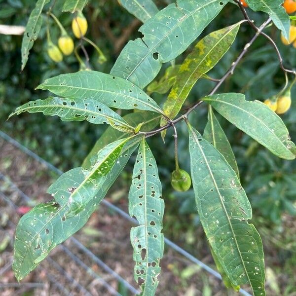 Solanum aviculare Levél