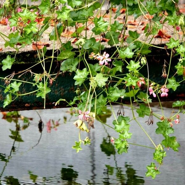 Pelargonium peltatum Hoja