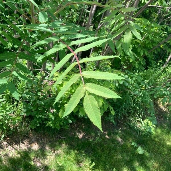 Rhus typhina برگ