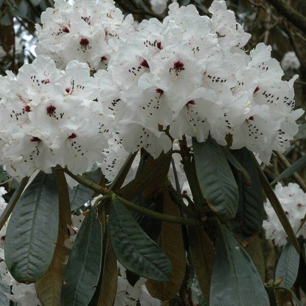 Rhododendron fulvum Floare