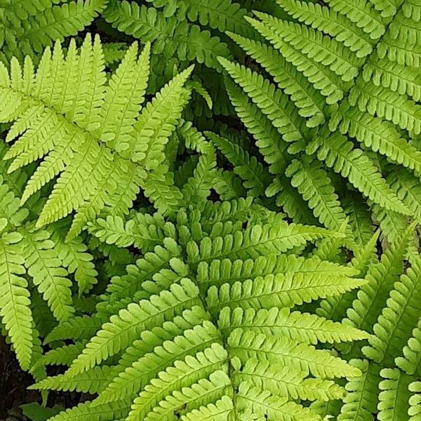 Dryopteris filix-mas Lapas