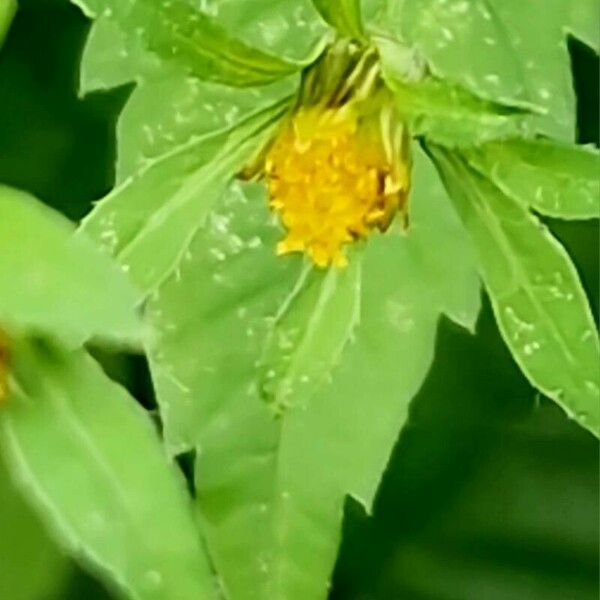 Bidens tripartita 花