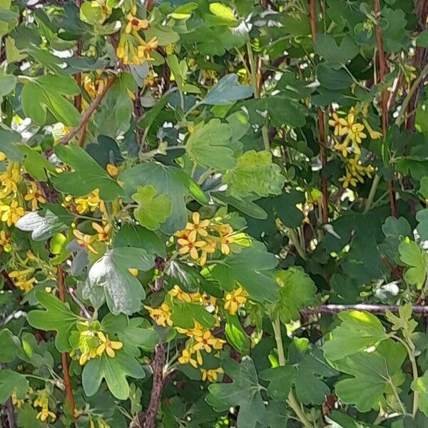 Ribes aureum 整株植物