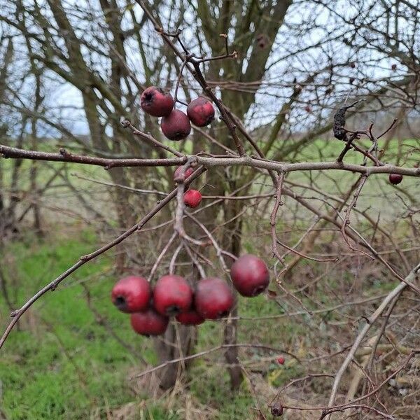 Crataegus laciniata Vaisius