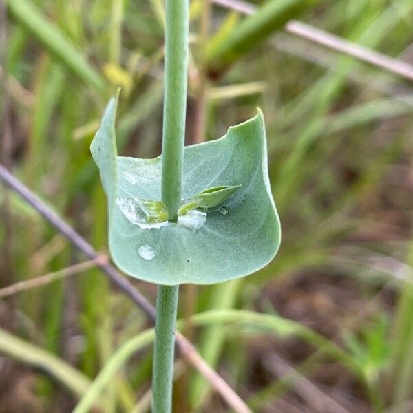 Blackstonia perfoliata Leaf