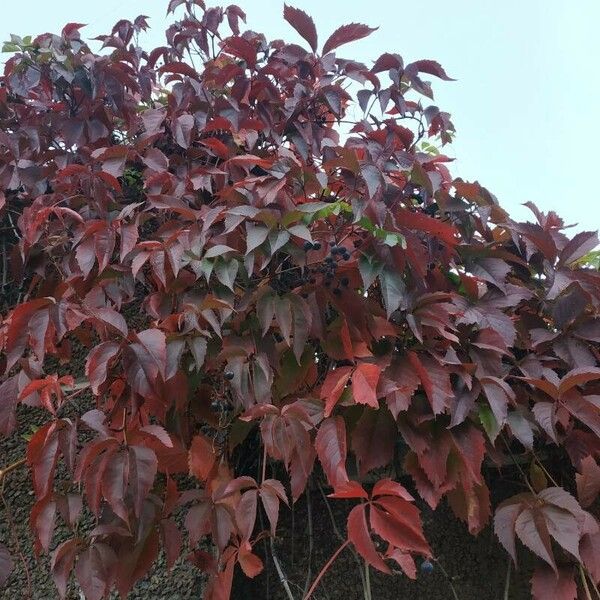 Parthenocissus inserta Elinympäristö