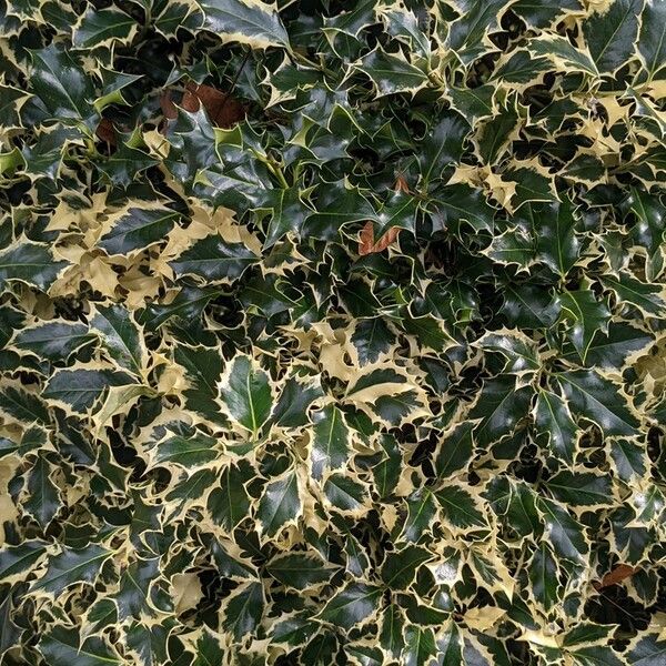 Ilex aquifolium List