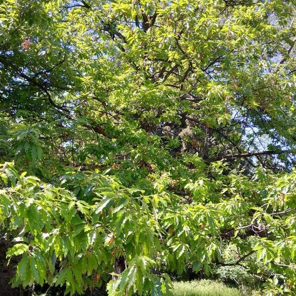 Quercus cerris Habit