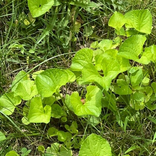 Viola cucullata Blad