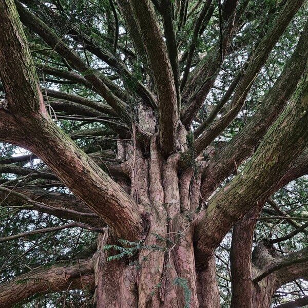 Taxus brevifolia Hábito