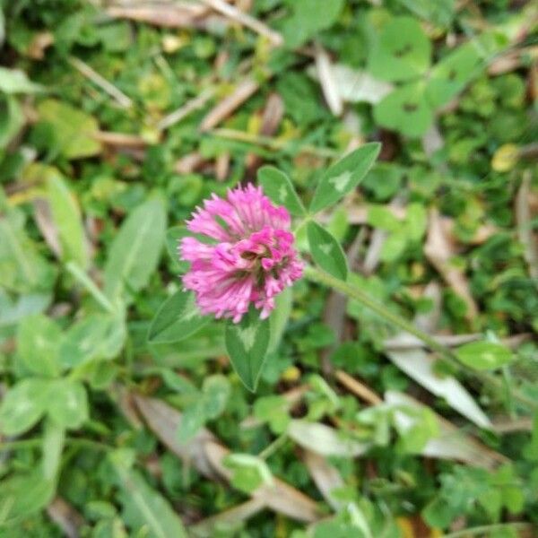 Trifolium pratense Žiedas