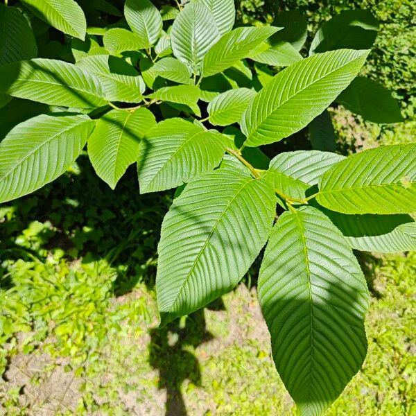 Rhamnus alpina Hostoa