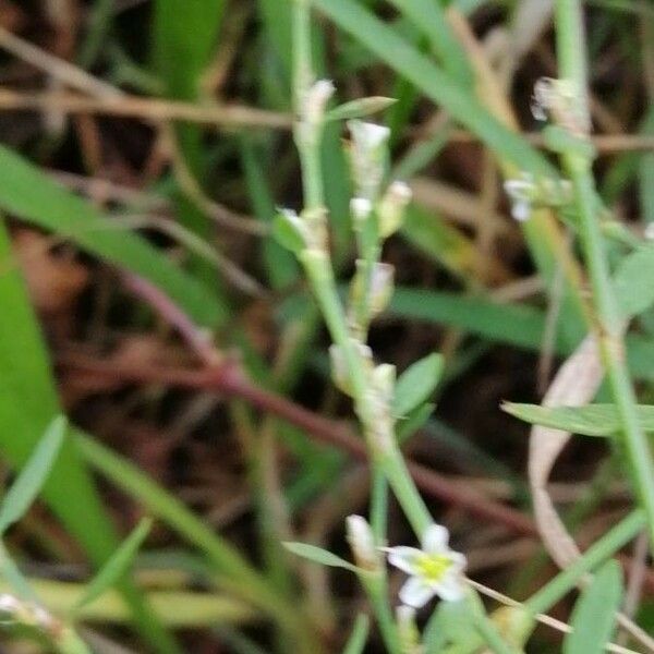 Polygonum bellardii 花