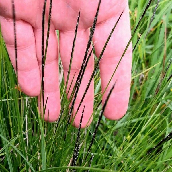 Nardus stricta Blomst