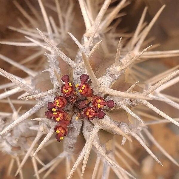 Euphorbia officinarum ফুল