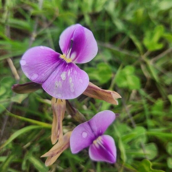 Vigna frutescens Цвят