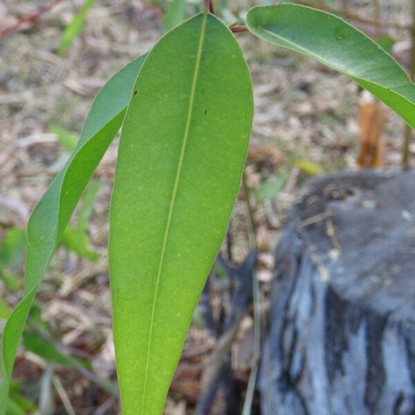 Corymbia citriodora Lehti