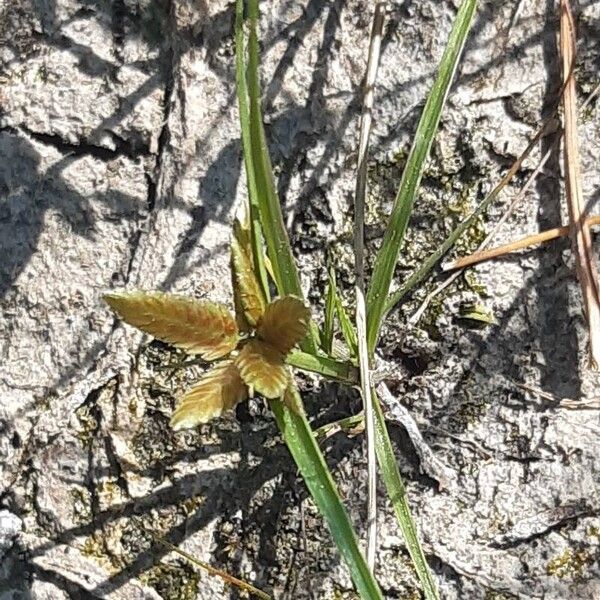 Cyperus flavescens Flor