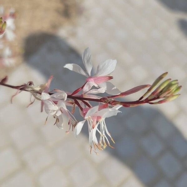 Oenothera gaura Blomma