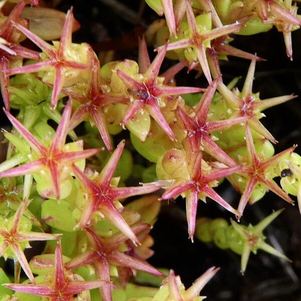 Sedum cespitosum Frukto