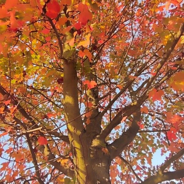 Acer rubrum Habit