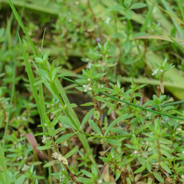 Crassula helmsii 花