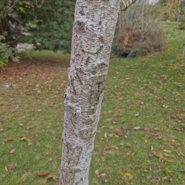 Betula utilis Bark