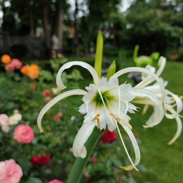 Hymenocallis liriosme Fleur