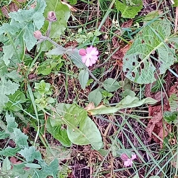 Silene dioica Yeri