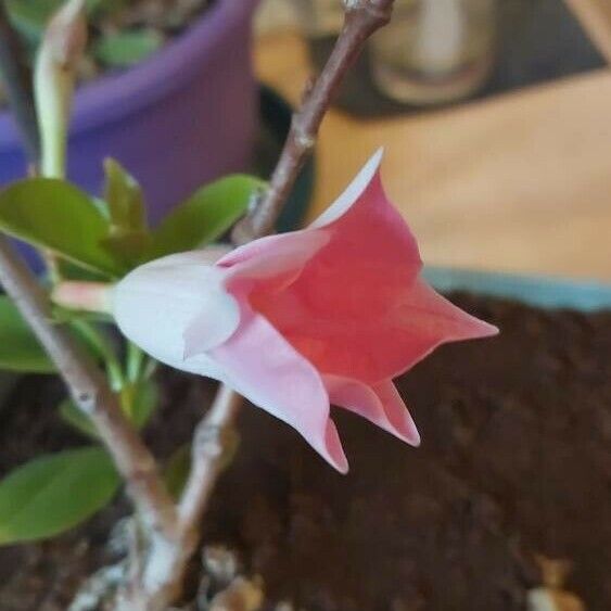 Mandevilla sanderi Blomst