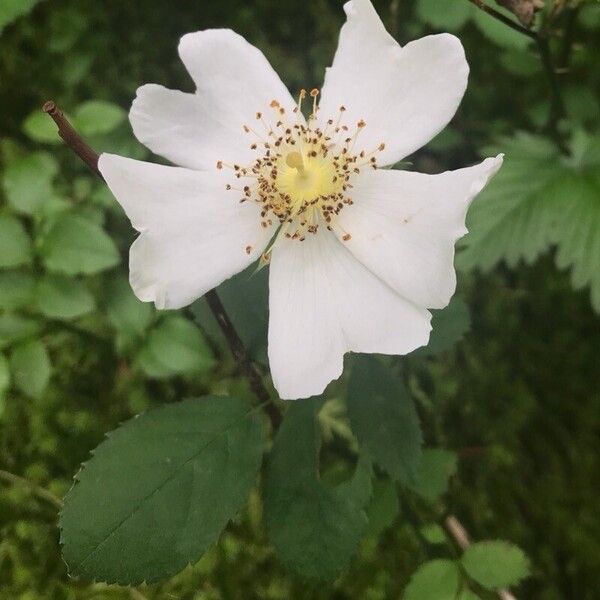 Rosa arvensis Цветок