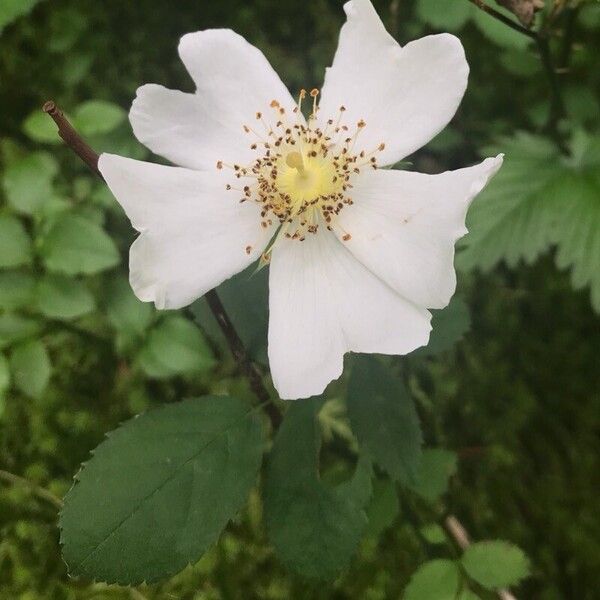 Rosa arvensis Blüte