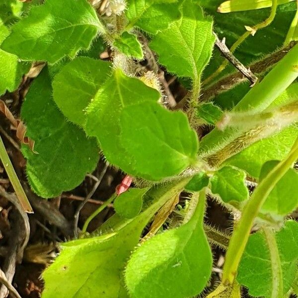 Solanum villosum Habit