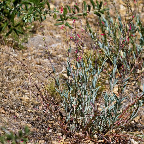 Penstemon centranthifolius Habit