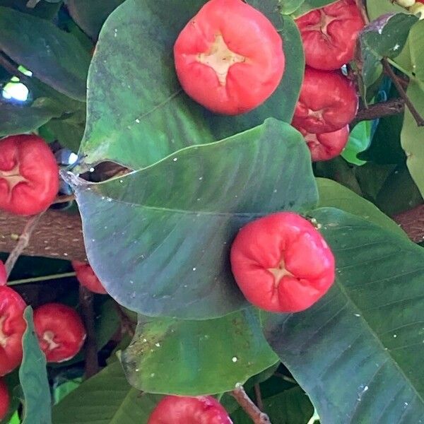 Syzygium aqueum Frukt