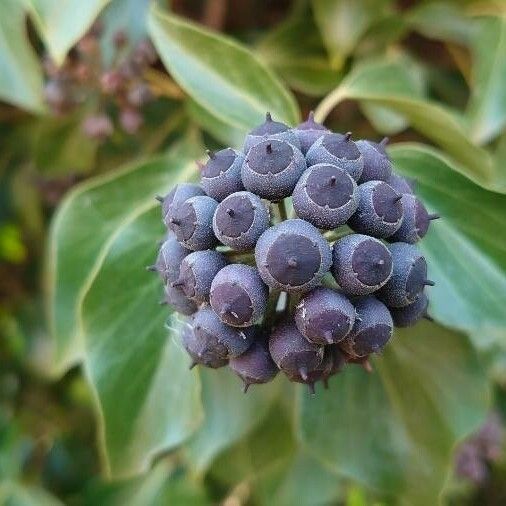 Hedera helix Fruit