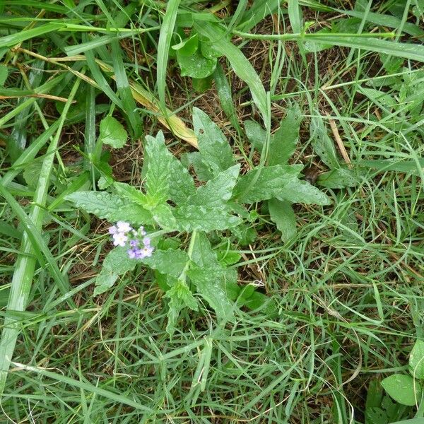 Heliotropium amplexicaule Costuma