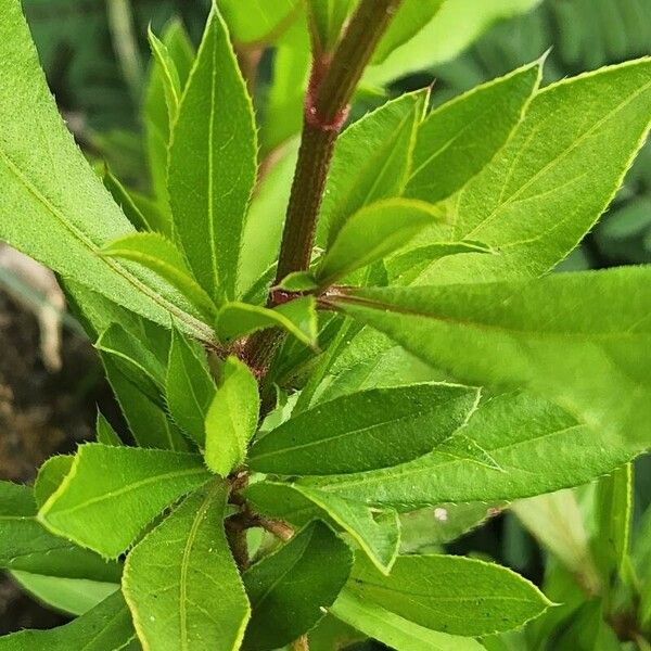 Ceratostigma abyssinicum Лист