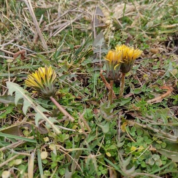 Taraxacum palustre Blomst