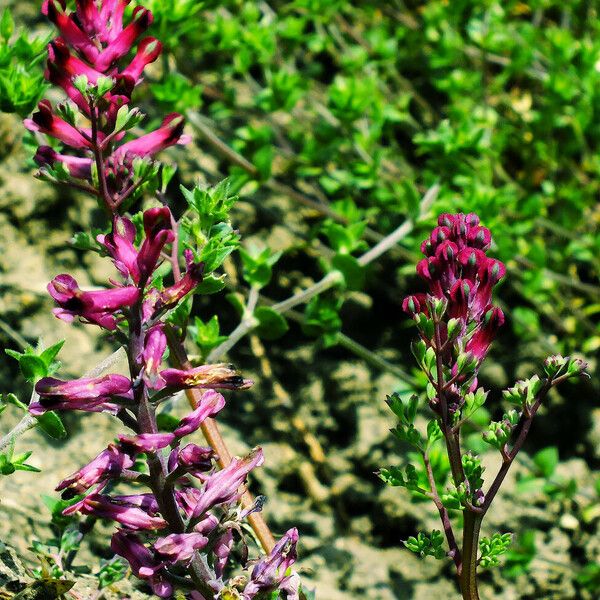 Fumaria officinalis Συνήθη χαρακτηριστικά