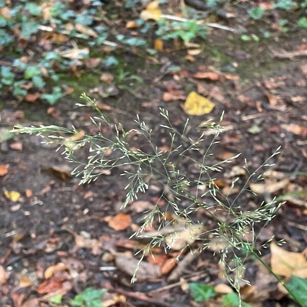 Agrostis capillaris Flower