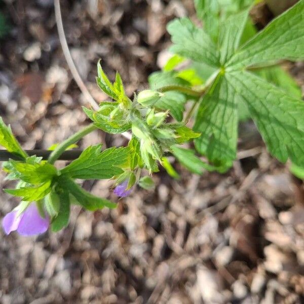 Geranium maculatum Fruto