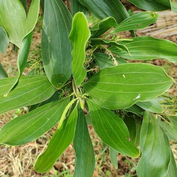 Acacia mangium Кветка