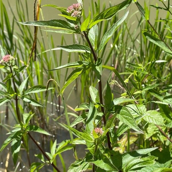 Eupatorium cannabinum Foglia