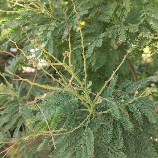 Acacia decurrens Leaf