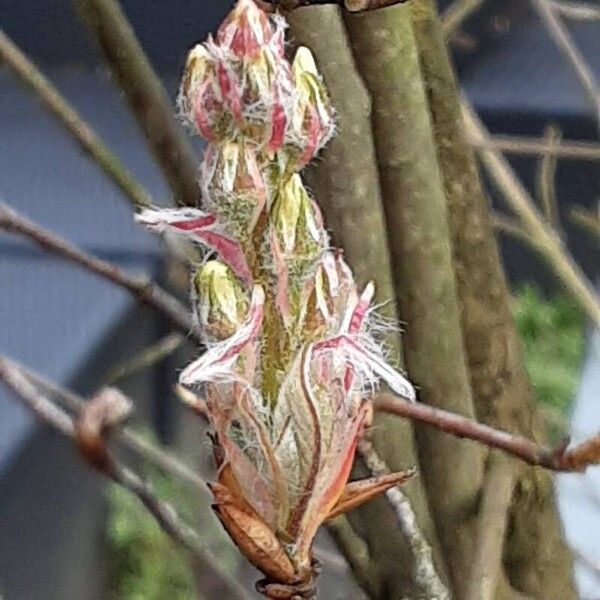 Amelanchier × lamarckii Fleur