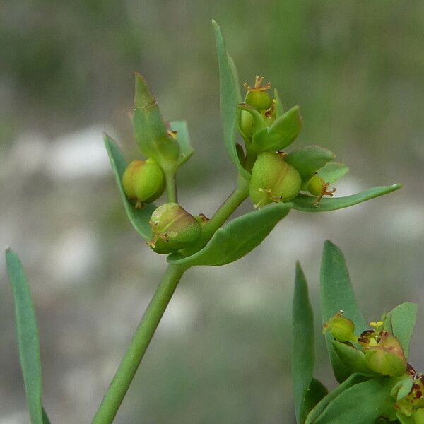 Euphorbia exigua Meyve