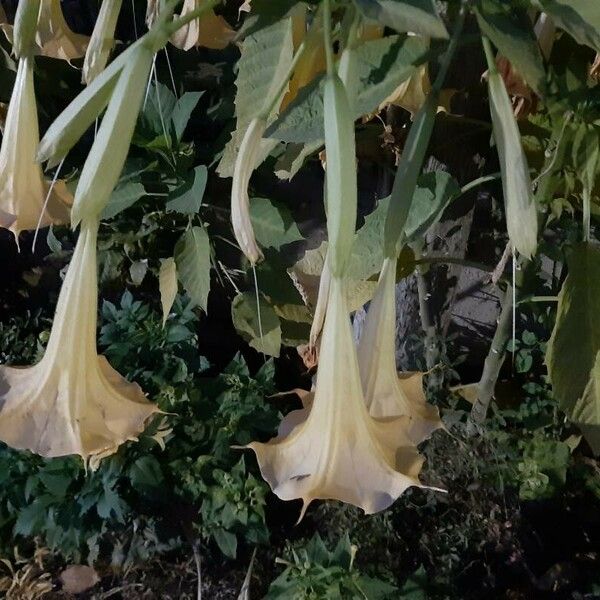 Brugmansia suaveolens Flor